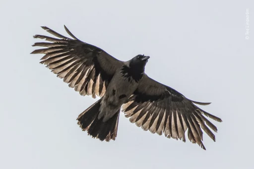Gråkråka (Corvus corone cornix)