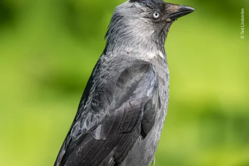 Kaja (Corvus monedula)